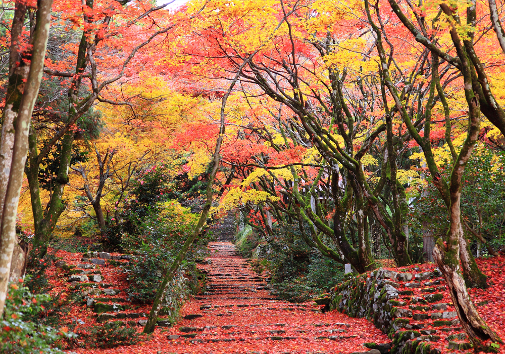 鶏足寺